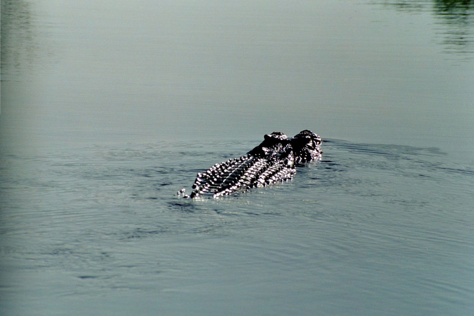 Ein Krokodil im Wasser